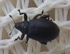 Rhamphus oxyacanthae